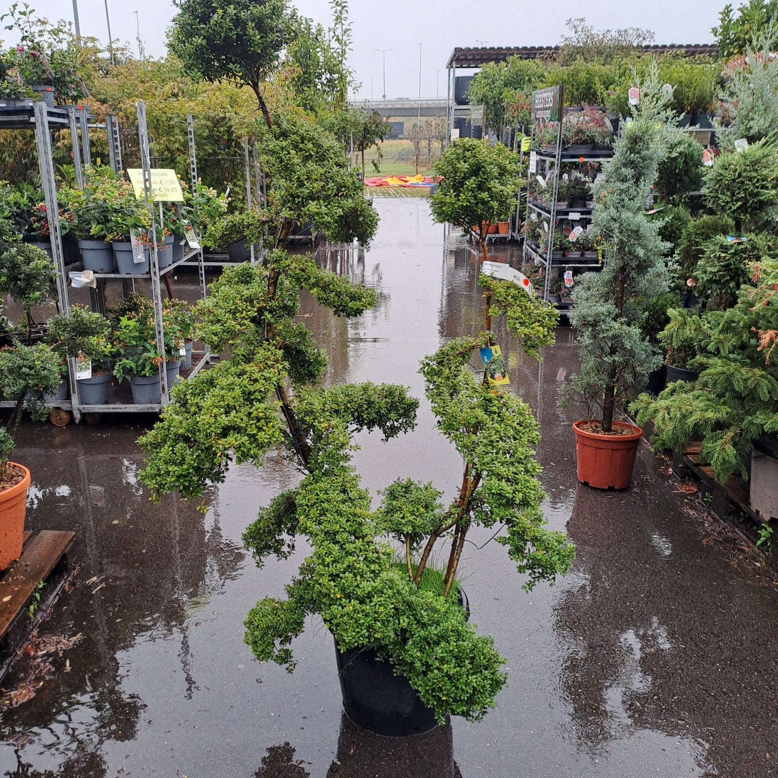 Bonsai Ilex - Tuincentrum Van der Spek Zevenhuizen, Ophalen, Overige soorten, Volle zon