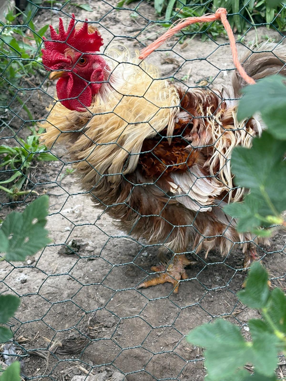 Krullen veer haan, Dieren en Toebehoren, Pluimvee, Mannelijk, Kip