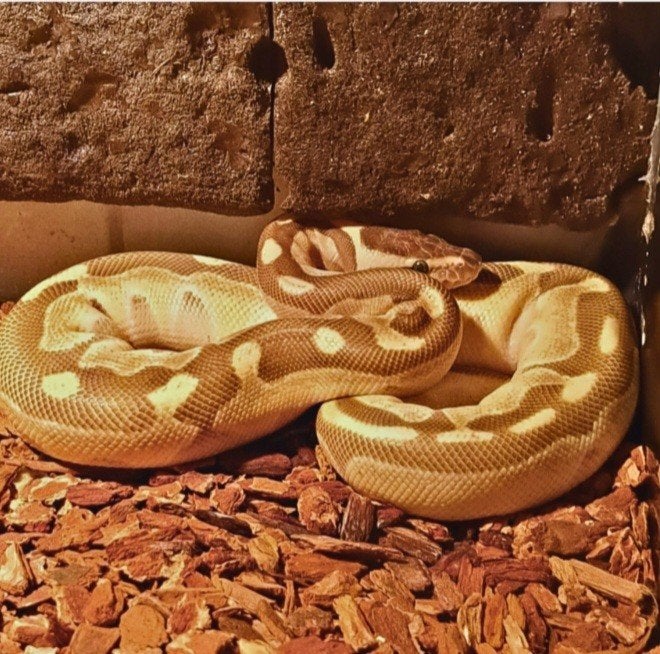 koningspython (regius) pastel vrouw Ball Python photo 2