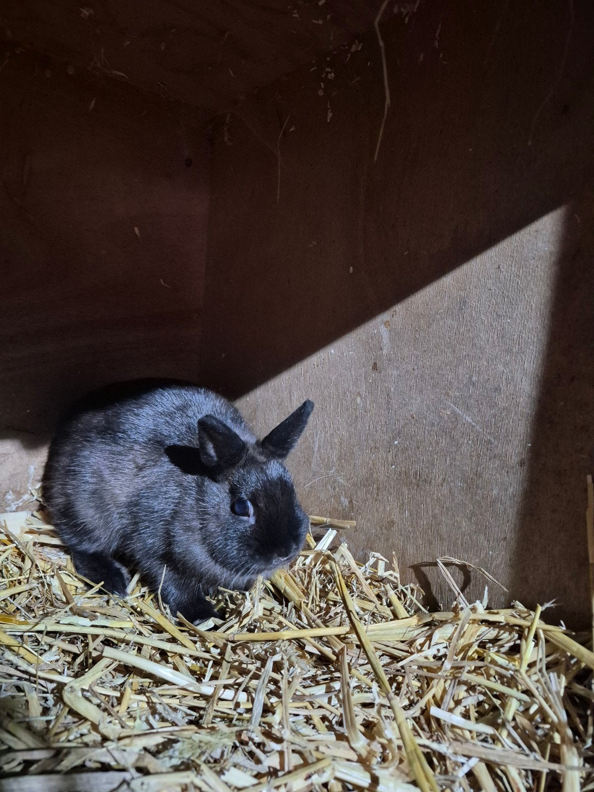 Kleurdwerg voedster, Vrouwelijk, Dwerg, Hangoor, 0 tot 2 jaar