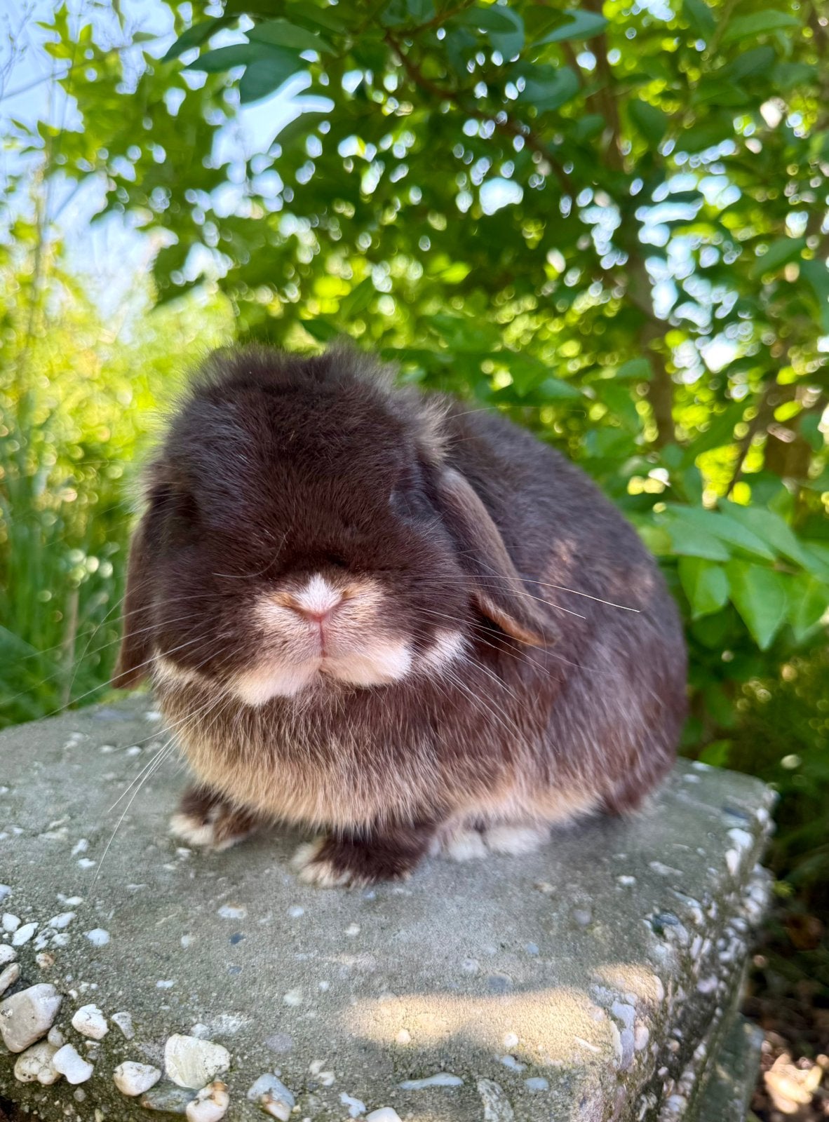Choco otter vm minilop ram, Mannelijk, Dwerg, Hangoor, 0 tot 2 jaar