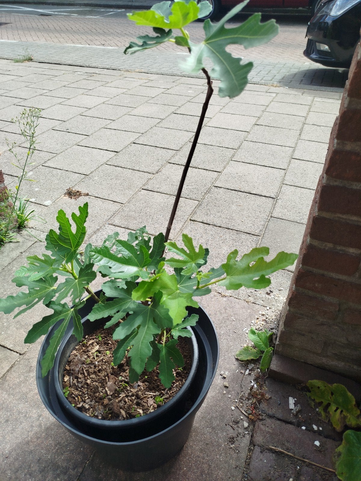 Jong vijgenboompje, Ophalen, Volle zon, Vaste plant, Zomer