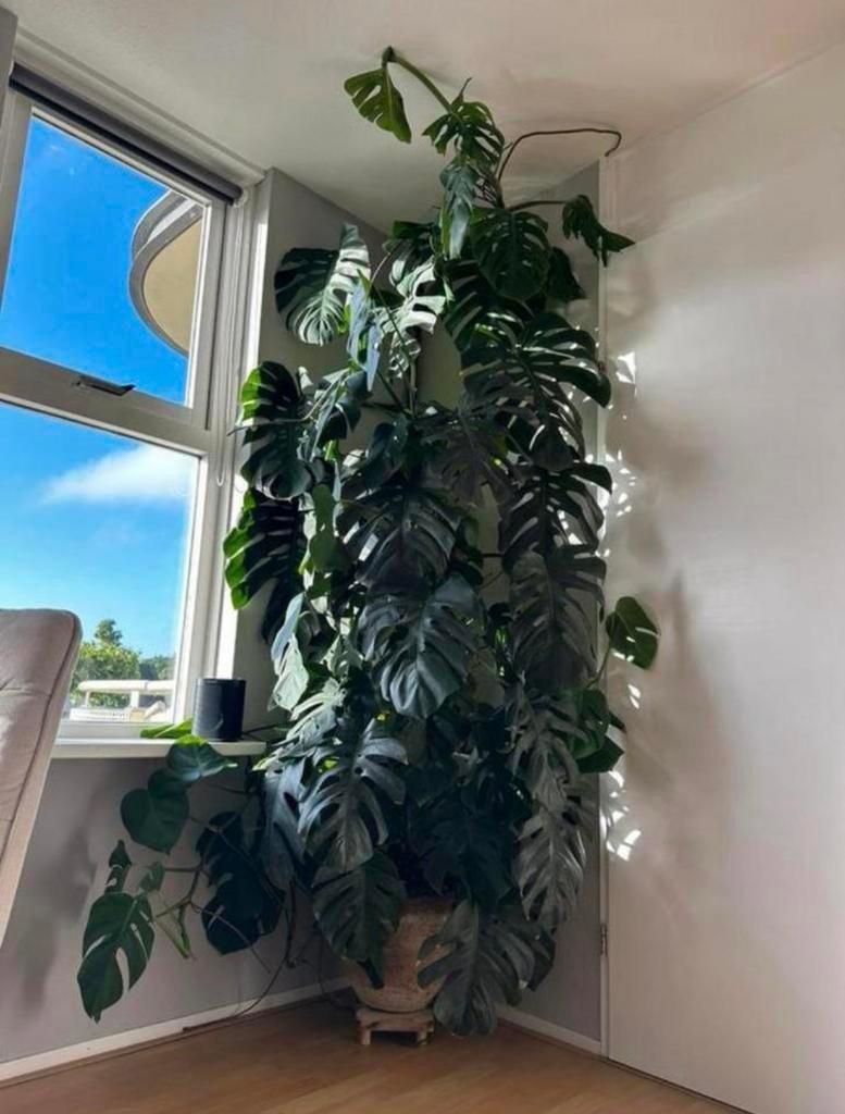 Monstera (echte), Ophalen, Zo goed als nieuw, Binnen