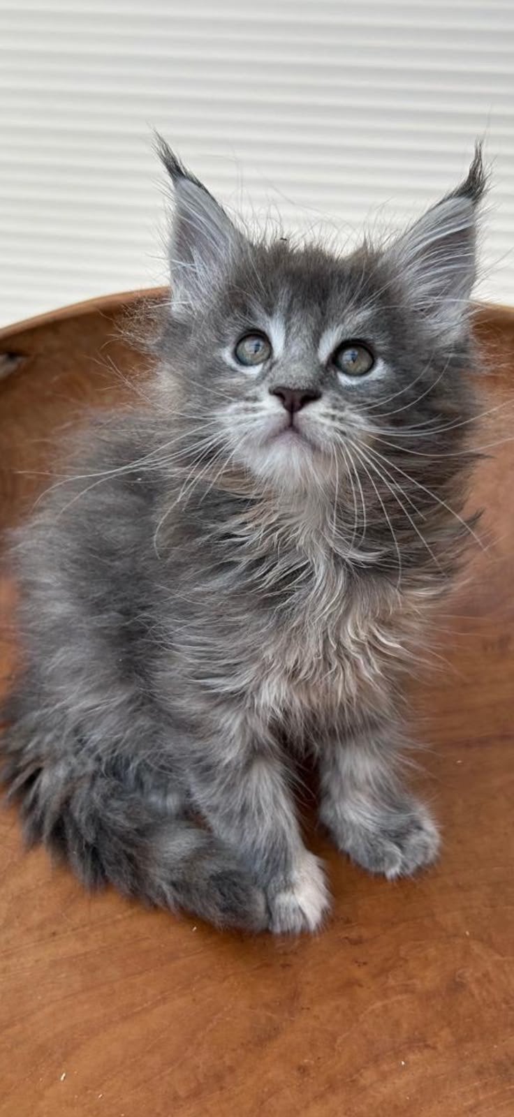 Maine coon kittens uit Russische lijnen, Meerdere dieren, Gechipt