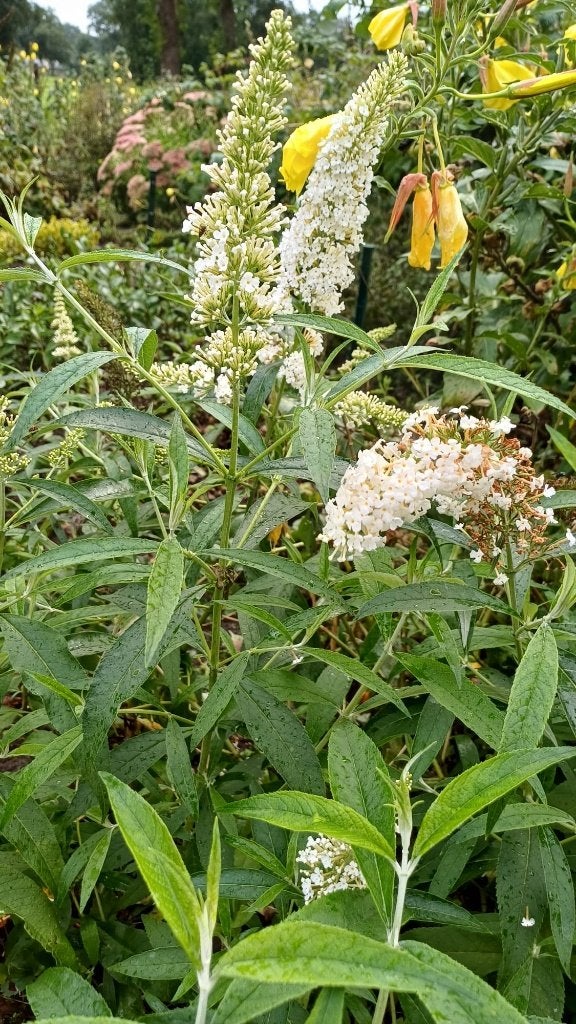 jonge vlinderplanten buddleja, Tuin en Terras, Volle zon, Vaste plant, Zomer, Ophalen