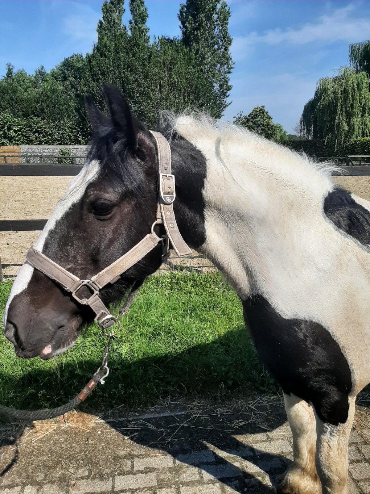 Lieve mooi getekende 12 jarige tinker ruin te koop, Ruin, 11 jaar of ouder, Recreatiepony, D pony (1.37m tot 1.48m)