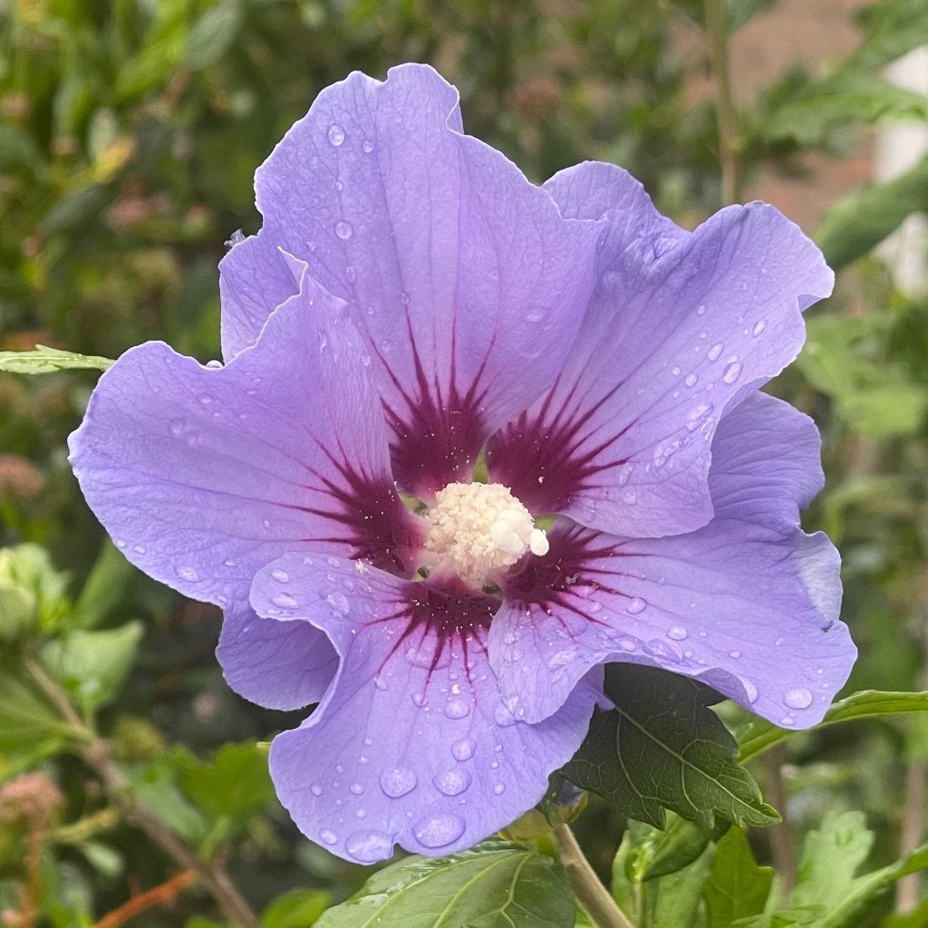 Zaden hibiscus blauw (Hibiscus syriacus 'Oiseau Blue'), Ophalen of Verzenden, Najaar, Volle zon, Zaad