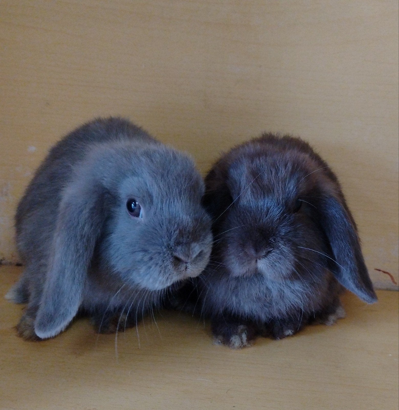 2 knappe jonge minilop voedstertjes, Dieren en Toebehoren