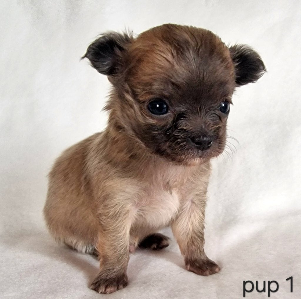 Chihuahua pups, Dieren en Toebehoren, België, Particulier, 8 tot 15 weken, Parvo