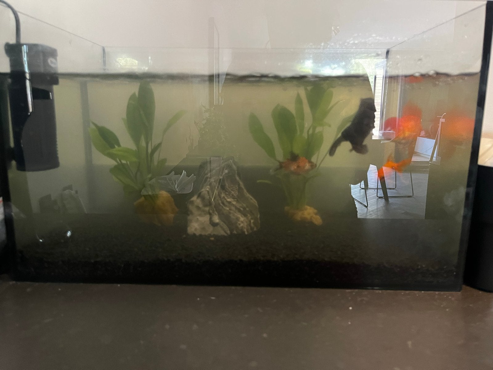Aquarium 45 liter, Ophalen, Gevuld zoetwateraquarium