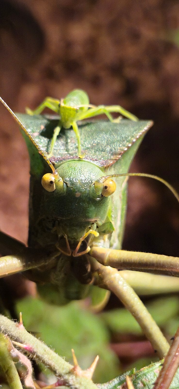 Grootste blad sprinkhaan ter wereld Siliquofera grandis, Dieren en Toebehoren, Sprinkhaan of Krekel