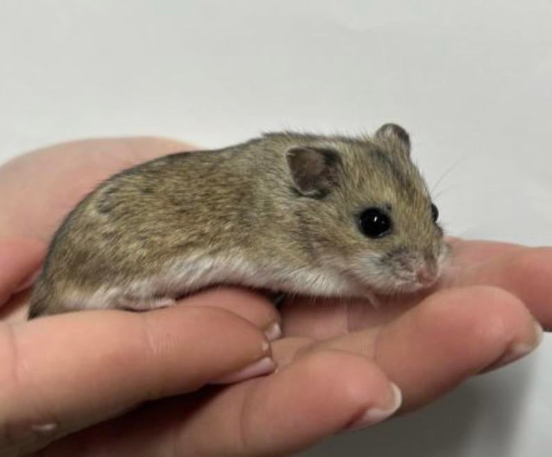 Chinese dwerghamste vrouwtje, Dieren en Toebehoren, Knaagdieren, Februari, Vrouwelijk, Hamster