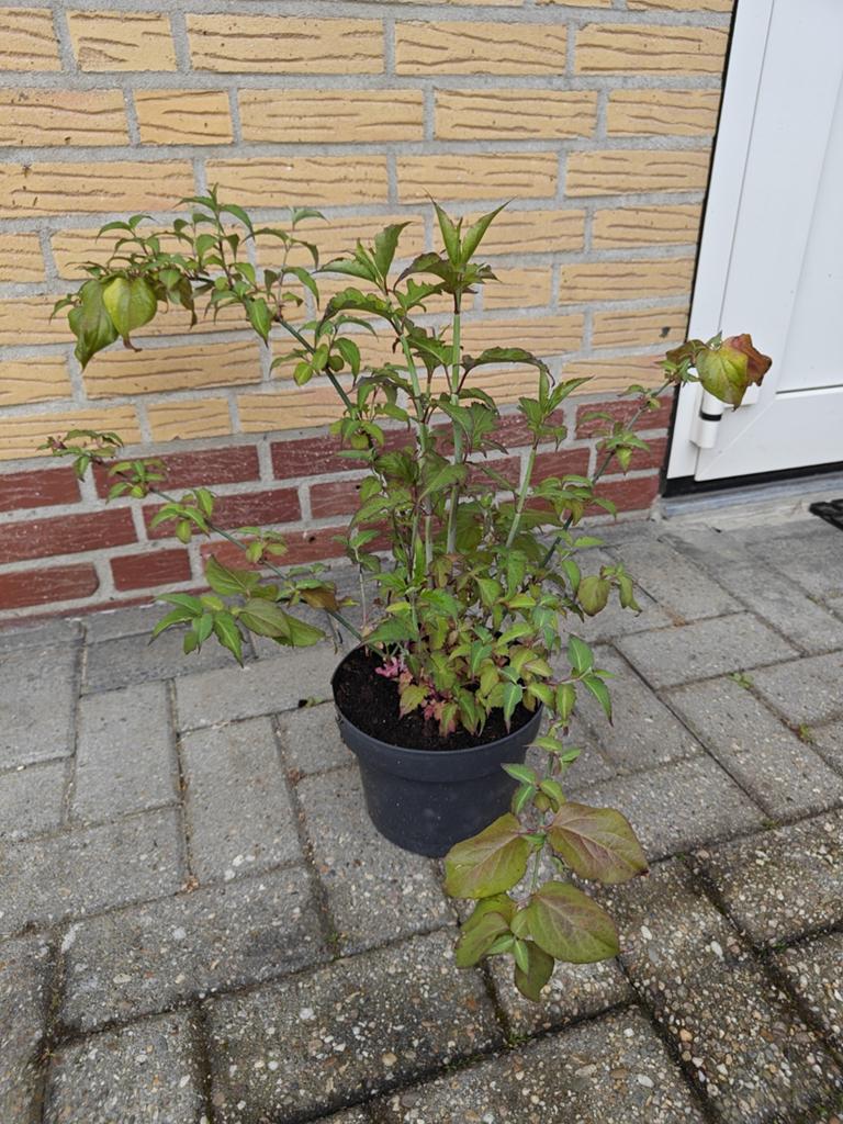 Leycesteria Formosa, Fazantenbes., Ophalen, Volle zon