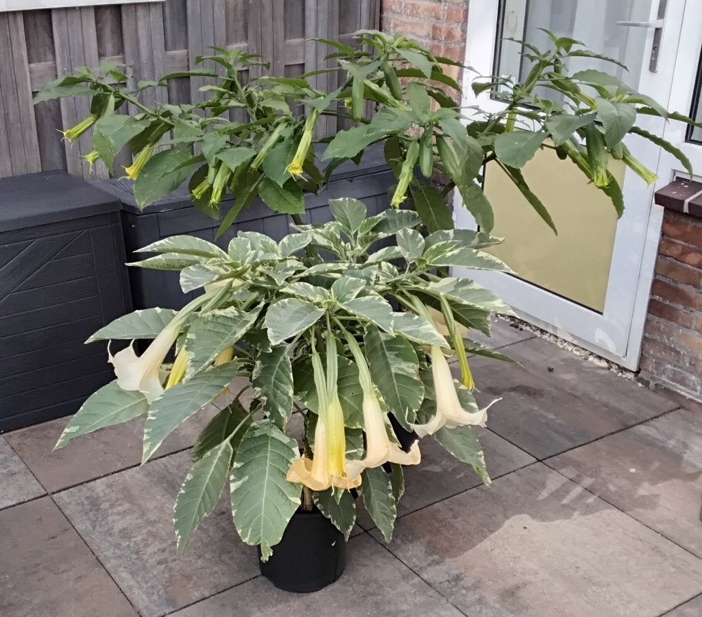 2 X Brugmansia ( Vandaag Ophalen), Tuin en Terras, Volle zon, Vaste plant, Zomer, Ophalen