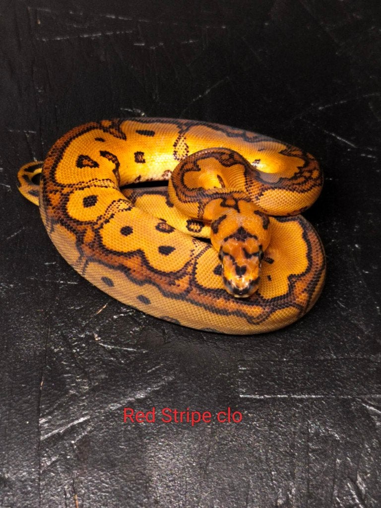 Ball python nakweek '26 2.2 nog te koop (Beurs Houten) Ball Python - unknown for sale from shirley sterckx