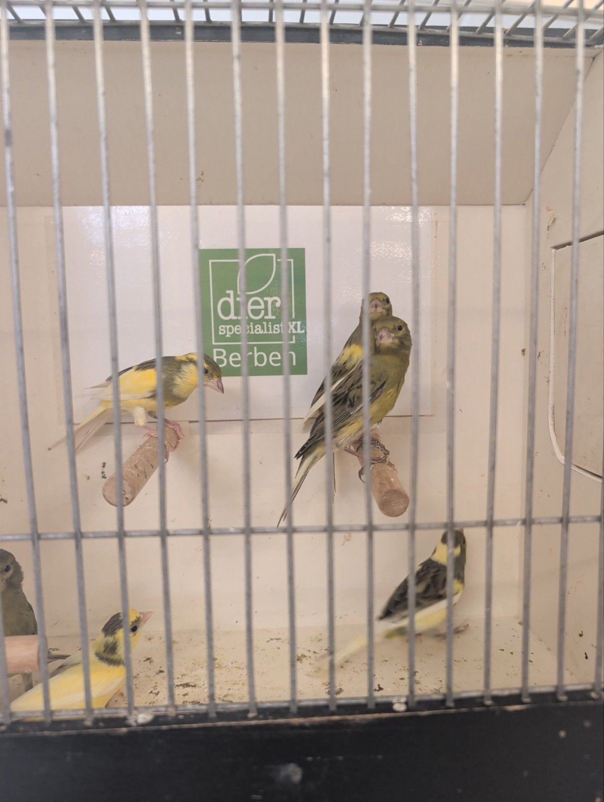 Raza espagnole, Dieren en Toebehoren, Vogels | Kanaries, Meerdere dieren, Kleurkanarie