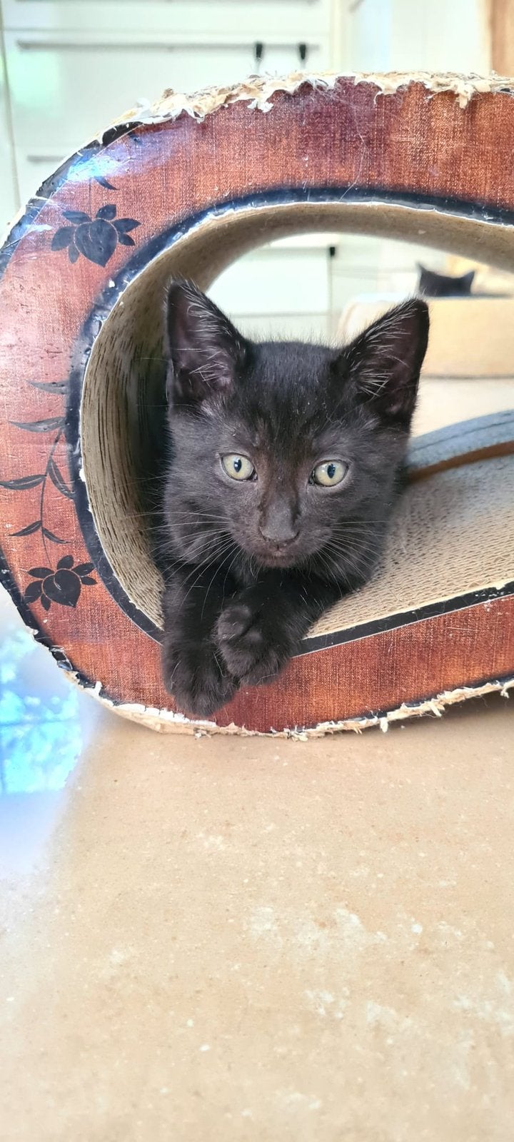 Half Ragdoll kittens zoeken een fijn huis, Meerdere dieren, Kortharig, 0 tot 2 jaar