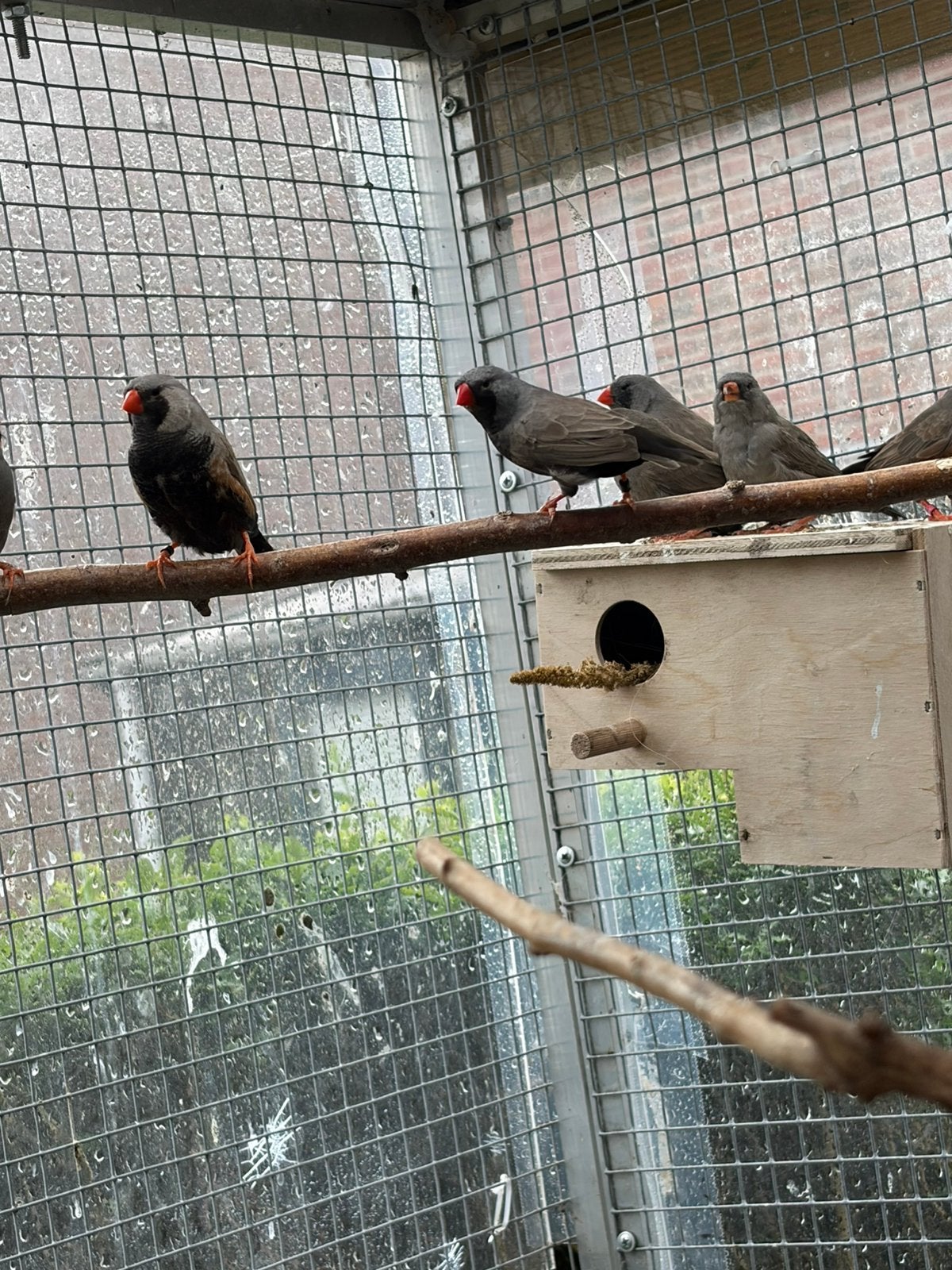 Charcoal zebravinken, Meerdere dieren