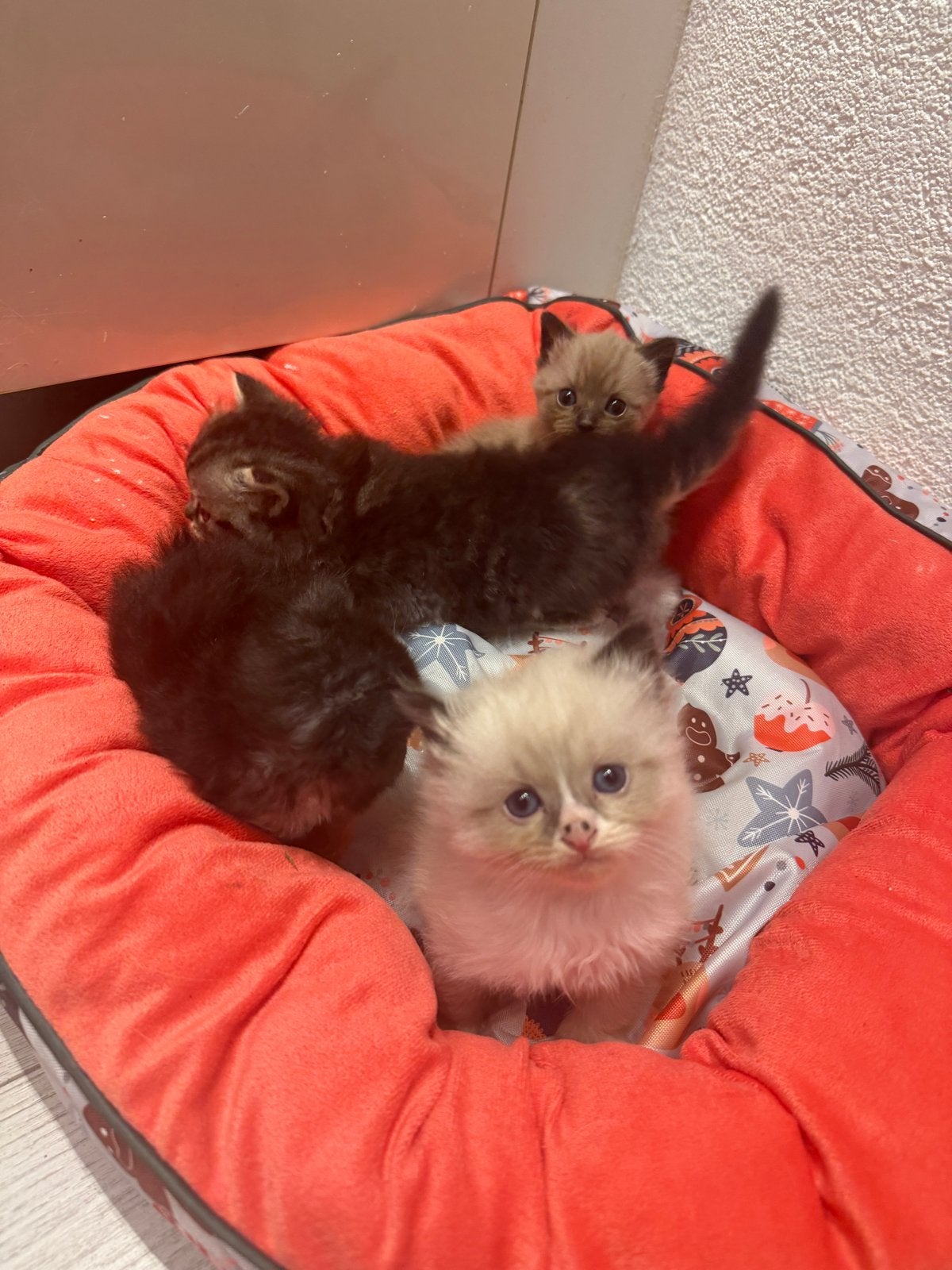 Ragdol kittens, Meerdere dieren