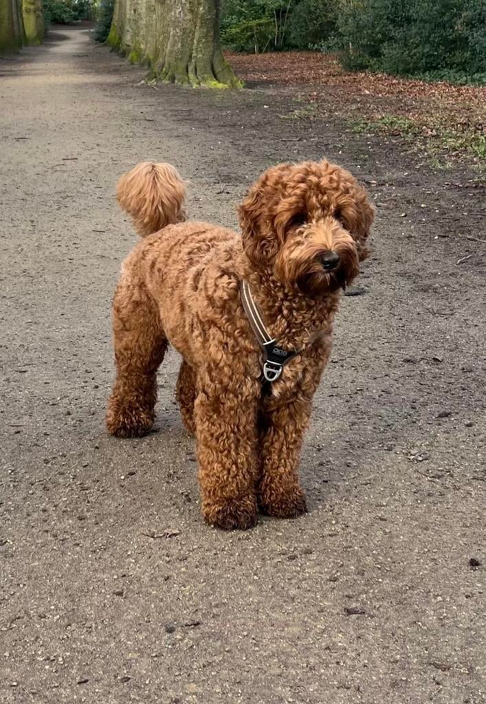 Labrodoodle, Parvo, Overige rassen, 8 tot 15 weken, Meerdere