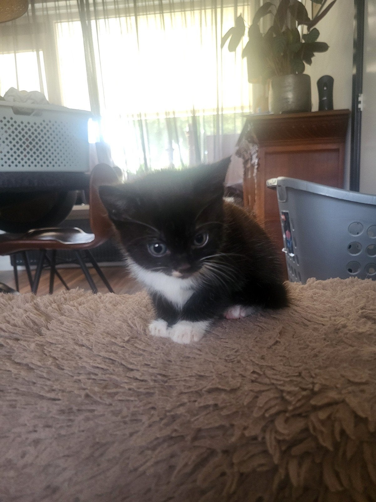 katertje tekoop, Dieren en Toebehoren, Katten en Kittens | Overige Katten, Kater