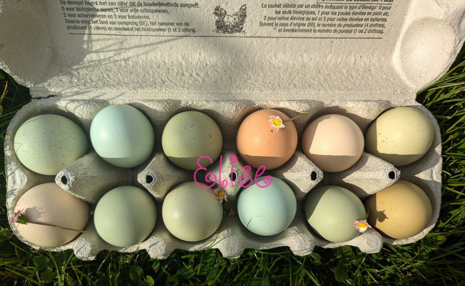 Broedeieren kleurleggers kippen olijfleggers easter eggers, Dieren en Toebehoren, Pluimvee, Kip