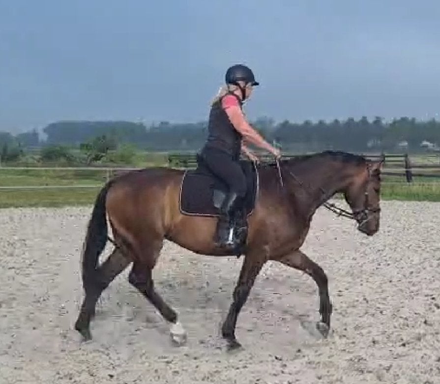 wegens beëindiging knappe getalenteerde dressuurruin 4 jr., Dieren en Toebehoren, Paarden, Ruin, Dressuurpaard, 3 tot 6 jaar, 165 tot 170 cm
