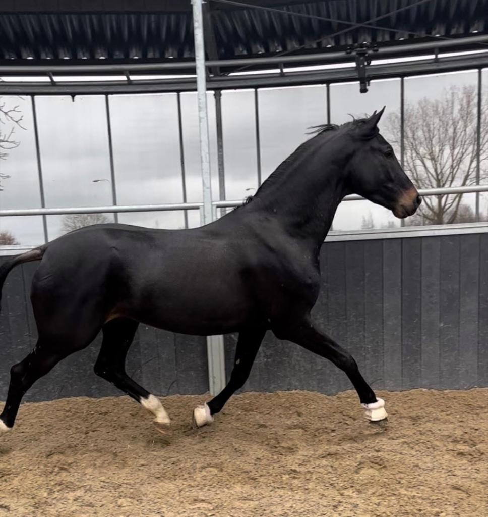 Dressuurpaard en springpaarden, Dieren en Toebehoren, Paarden, Met stamboom, Dressuurpaard, 3 tot 6 jaar, Onbeleerd