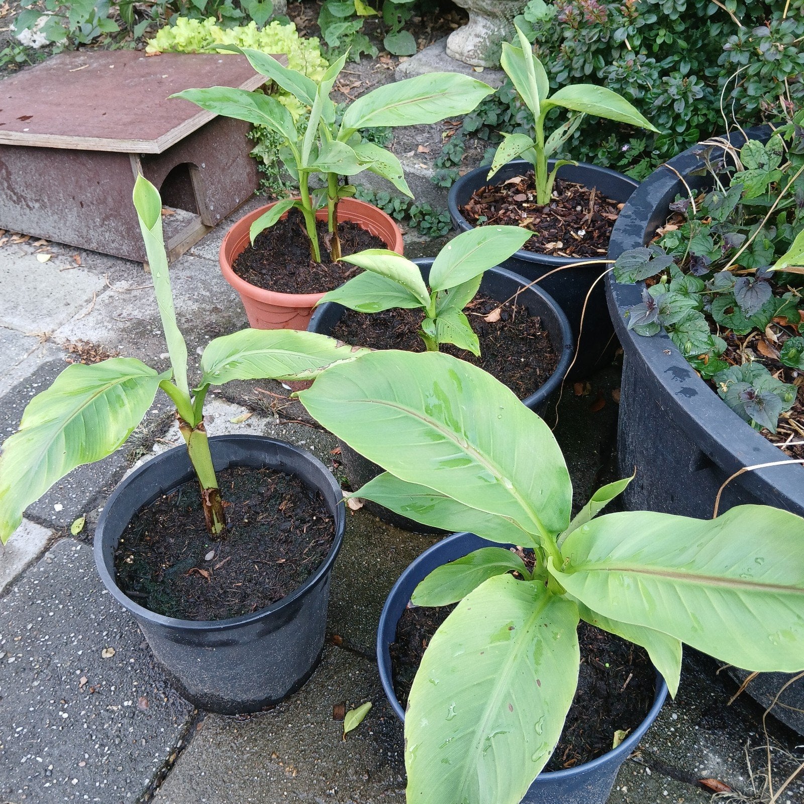 Musa Basjoo bananenplanten, Tuin en Terras, Planten | Tuinplanten, Ophalen, Overige soorten, Volle zon