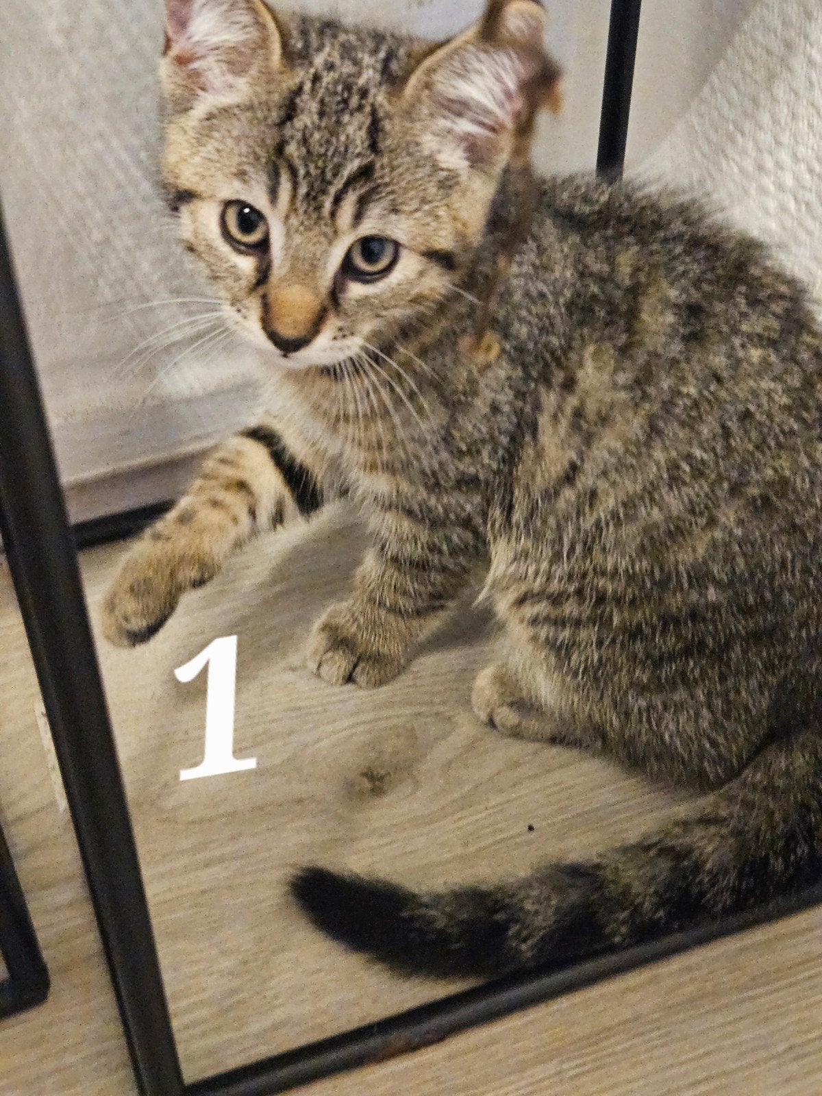 Poes / kittens, Poes