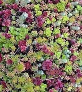 Sedum mix plugjes 4x4 cm, Ophalen, Bodembedekkers, Volle zon, Vaste plant