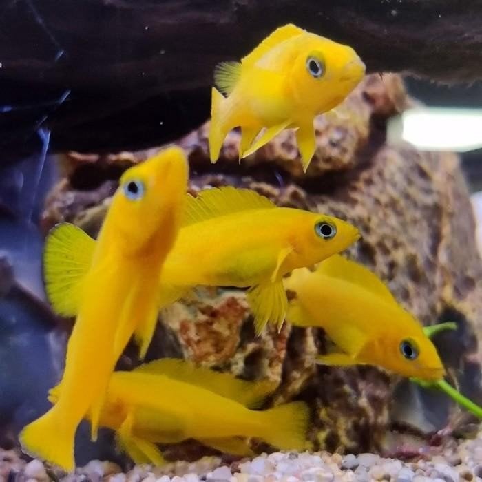Lamprologus leleupi, Dieren en Toebehoren, Vis