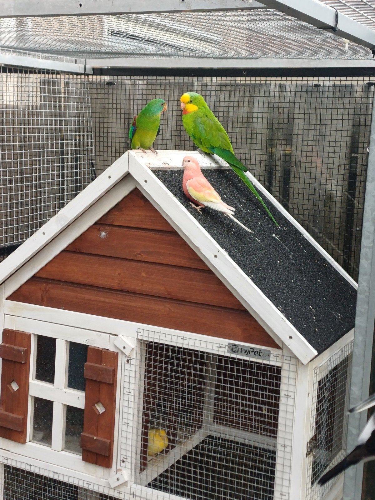 Te koop ; koppel barrabandparkieten, Meerdere dieren, Parkiet