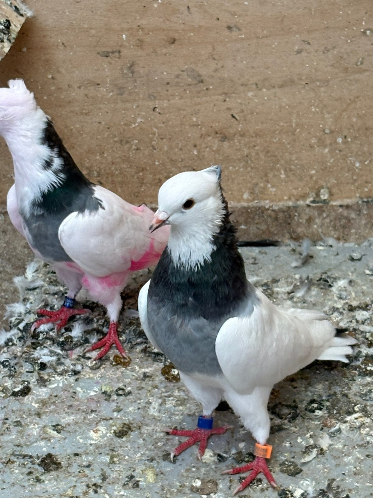 Iranse hoogvliegers, Meerdere dieren, Overige soorten