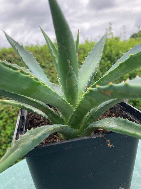 Agave decipiëns, Tuin en Terras, Ophalen of Verzenden, Bloeit niet, Overige soorten, Volle zon
