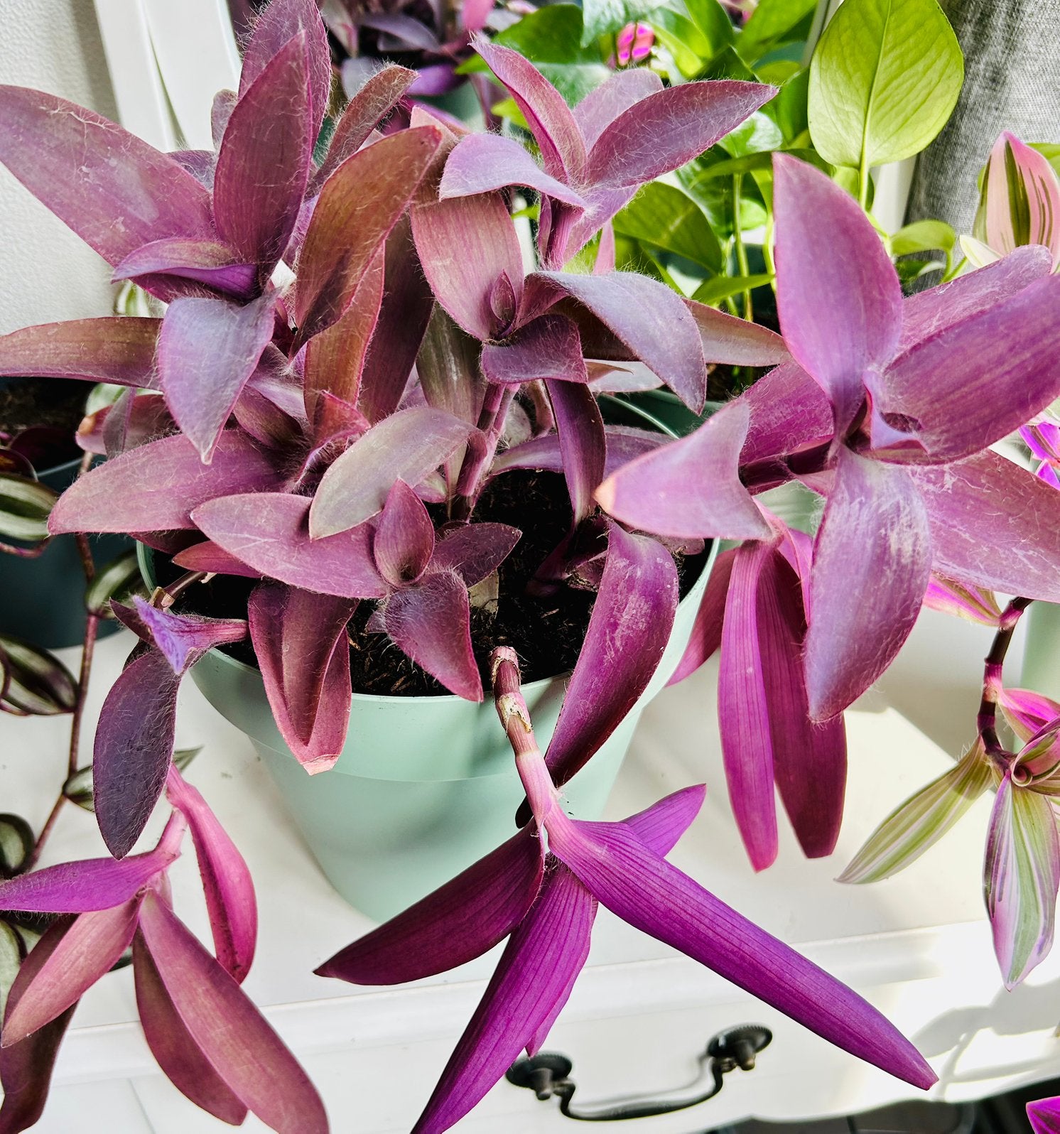 Zeer Fleurige Tradescantia ‘Purple Heart’, In groene pot, Overige soorten, Ophalen of Verzenden, In pot, Minder dan 100 cm
