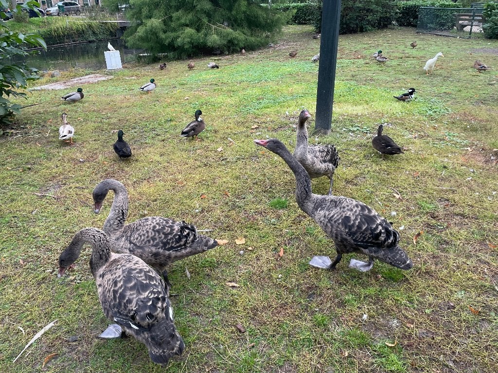 Zwarte zwanen, Dieren en Toebehoren, Meerdere dieren, Gans of Zwaan