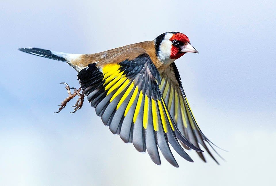 Kaardenbol insectenmagneet, Volle zon, Tweejarig, Zomer, Ophalen