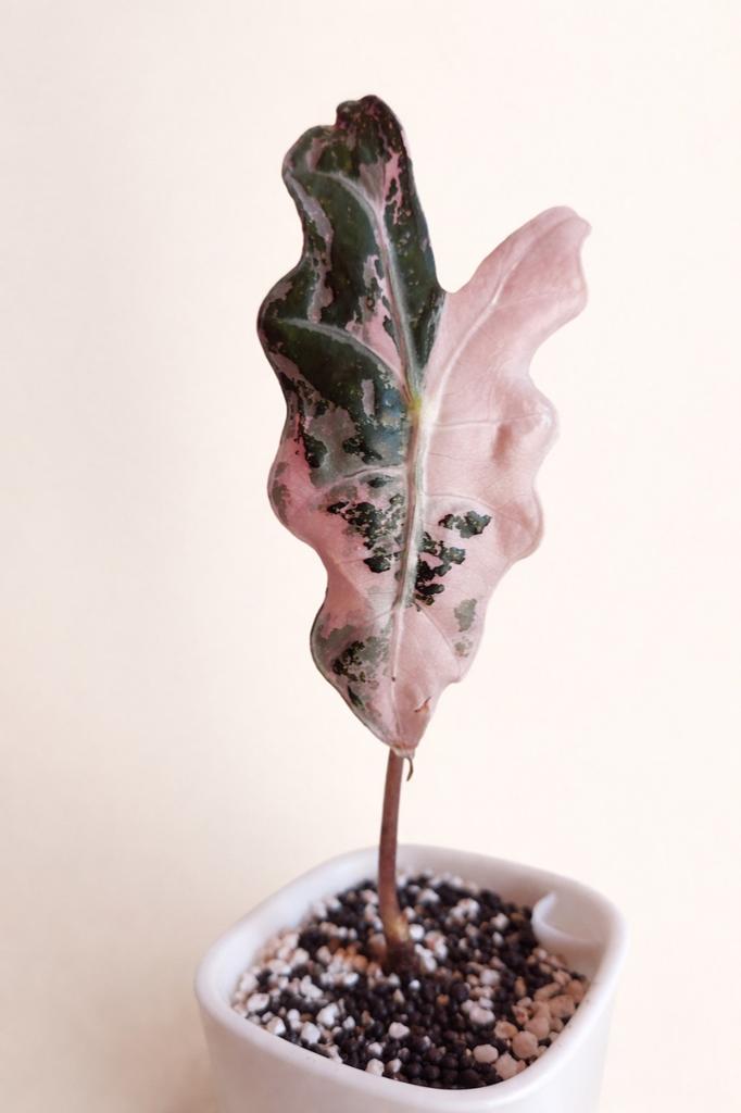 Alocasia nobilis pink  corm, Ophalen of Verzenden, Overige soorten, Volle zon
