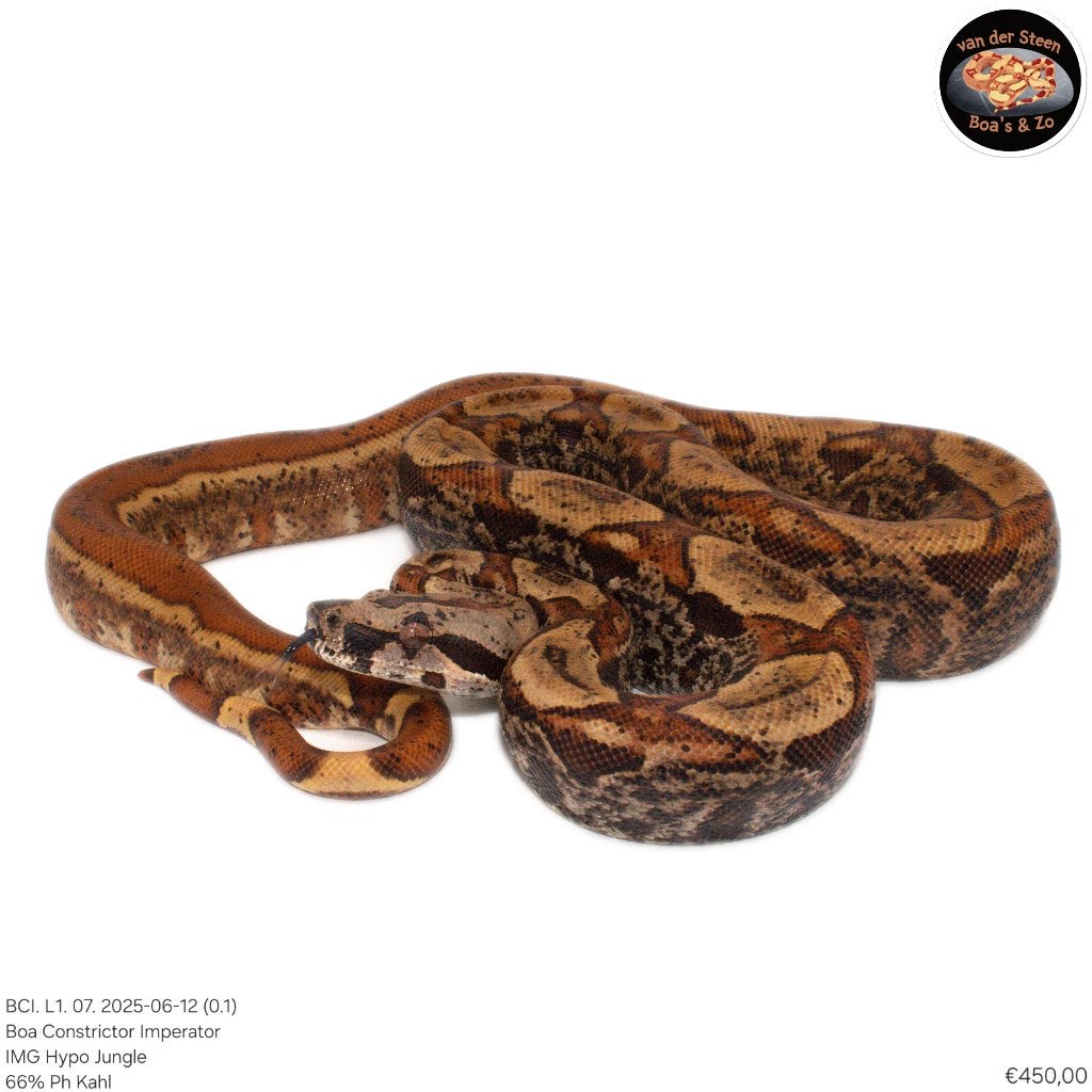 Boa Constrictor Imperator Litter 01 2025 Boa Constrictor photo 4