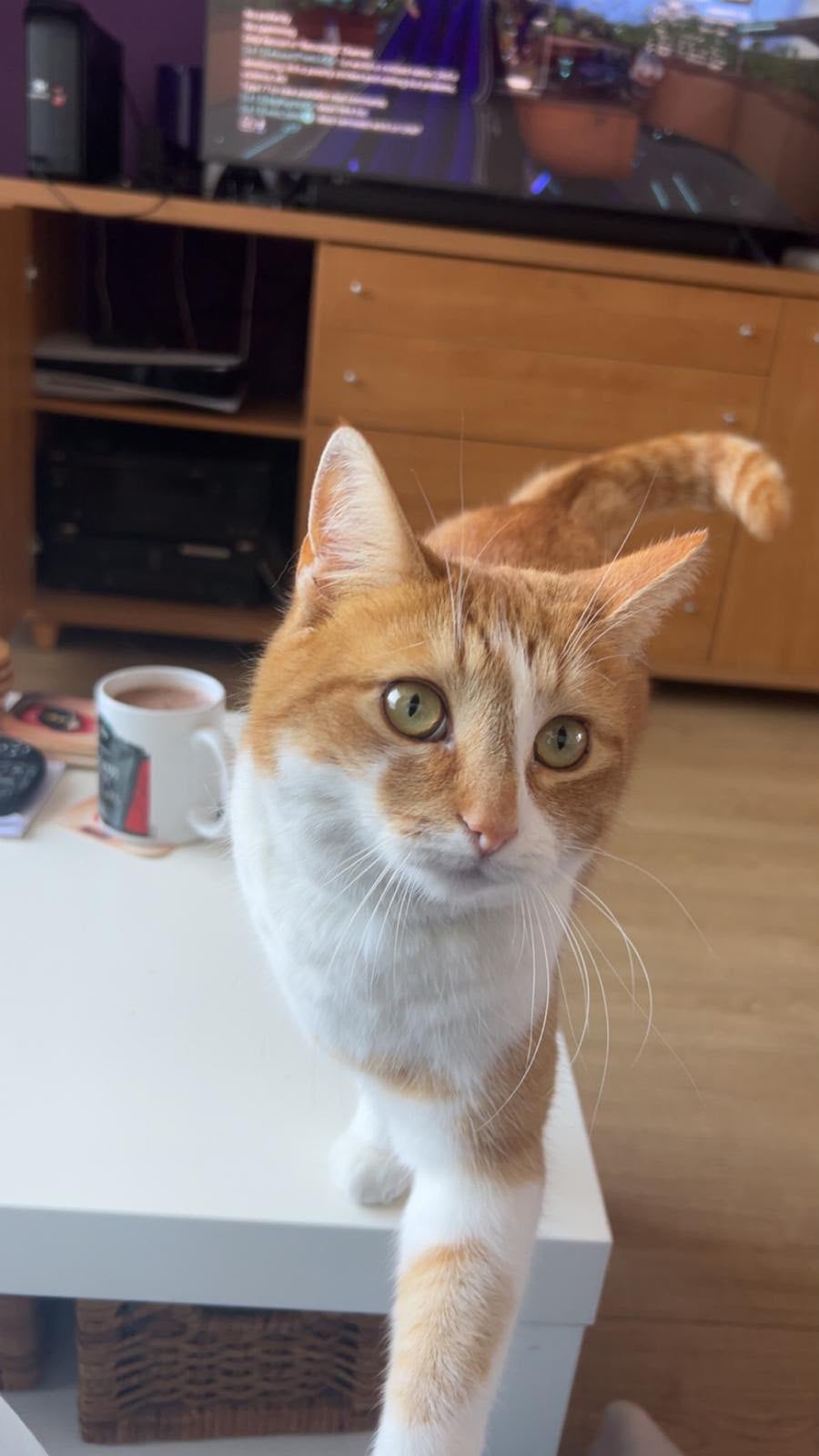 Lief huis gezocht voor onze poes Rusty, Dieren en Toebehoren, Katten en Kittens | Overige Katten, Poes, Kortharig, 3 tot 5 jaar