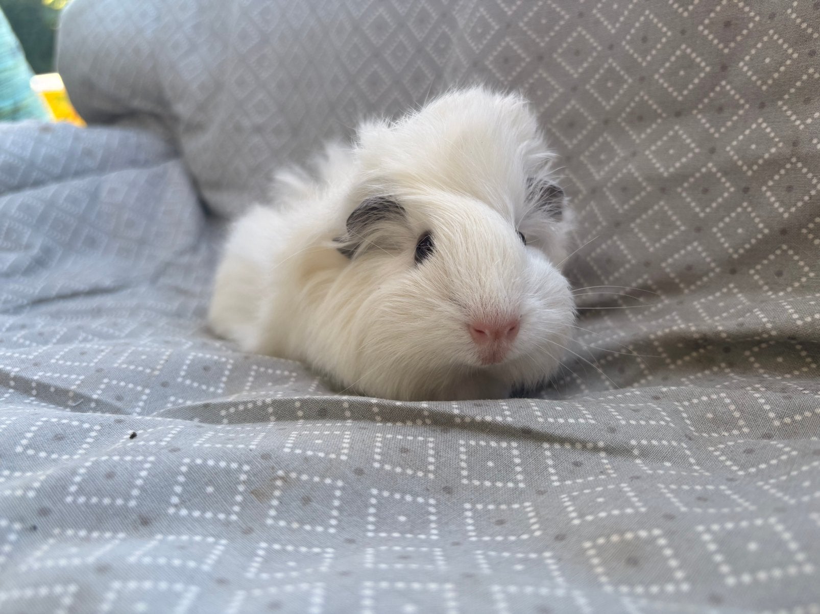 Jonge beertjes raszuiver, Dieren en Toebehoren, Cavia, Mannelijk, Mei, Tam