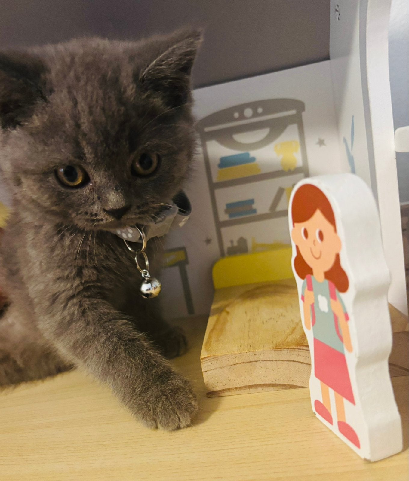 British kittens/ katten, Meerdere dieren, Kortharig, 0 tot 2 jaar