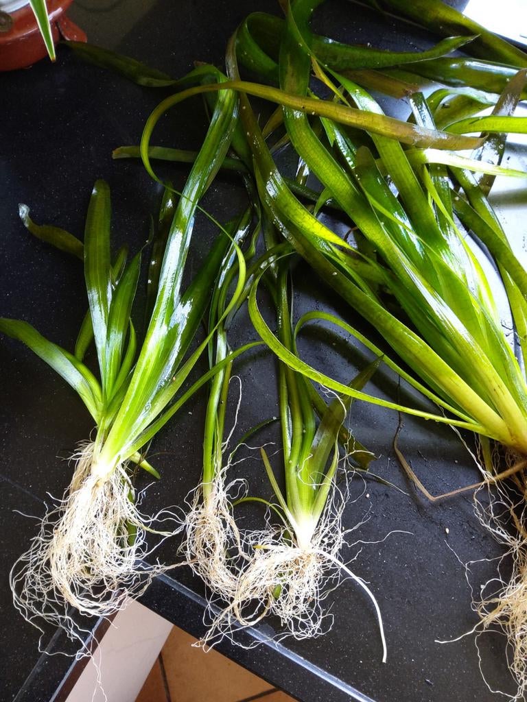Vallisneria gigantea, Ophalen of Verzenden, Plant(en), Steen of Hout