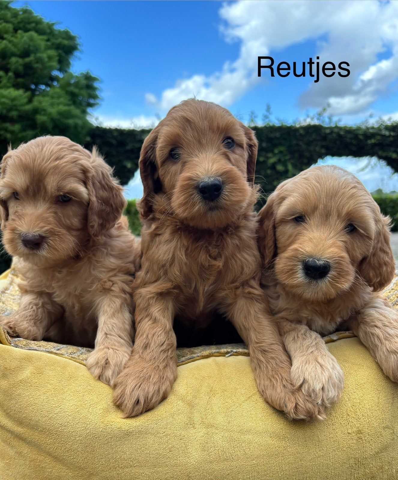 Labradoodle medium pups, Nederland, Overige rassen, 8 tot 15 weken, Meerdere