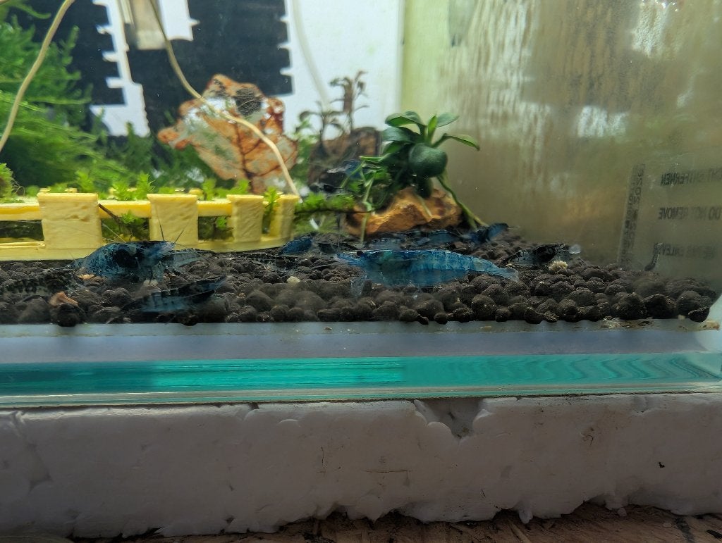 Blue dream neocaridina garnalen, Dieren en Toebehoren, Kreeft, Krab of Garnaal, Zoetwatervis