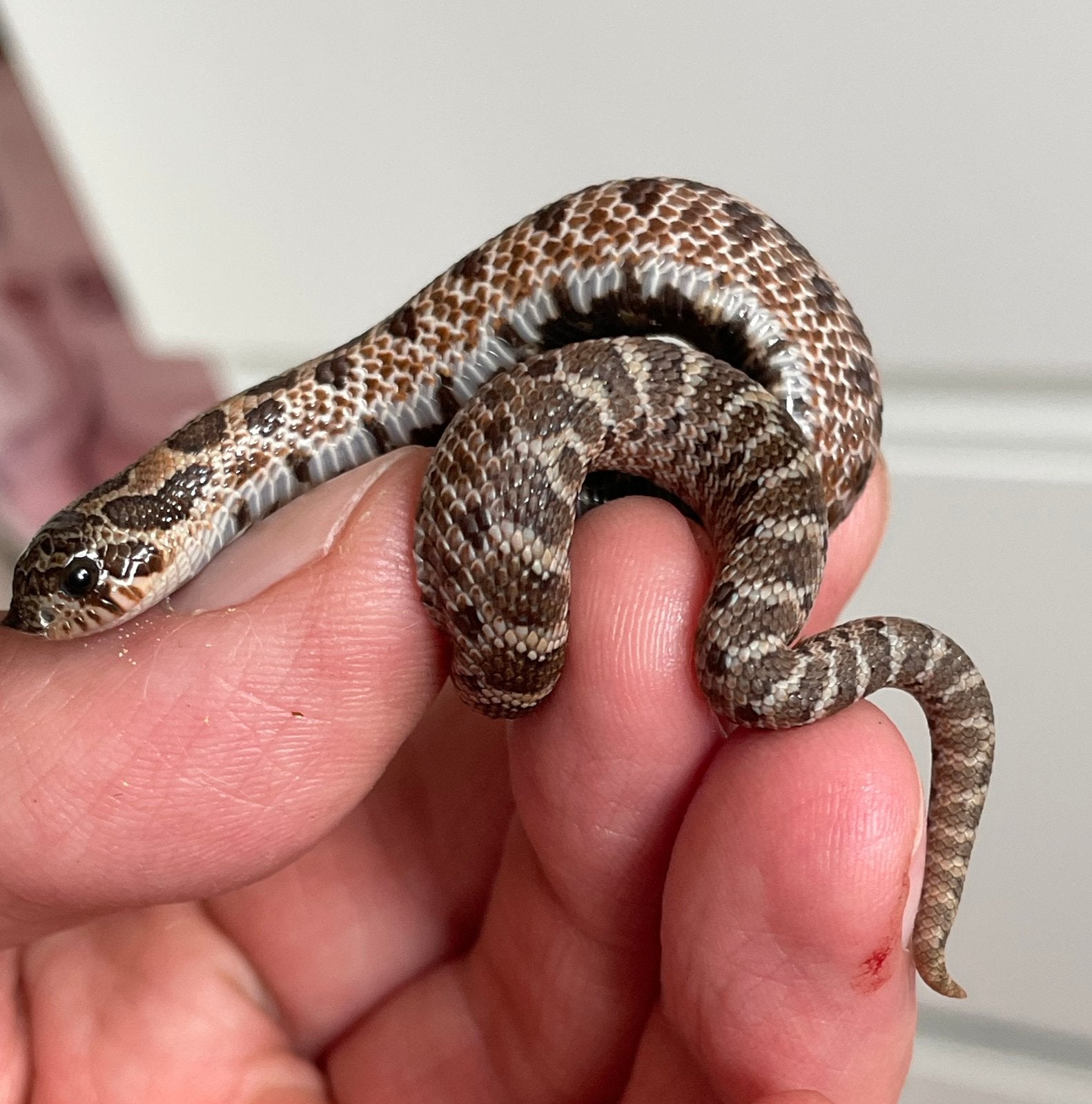 Heterodon nasicus ARCTIC SABLE het EXTREME RED ALBINO Hognose Snake - female for sale from Barry