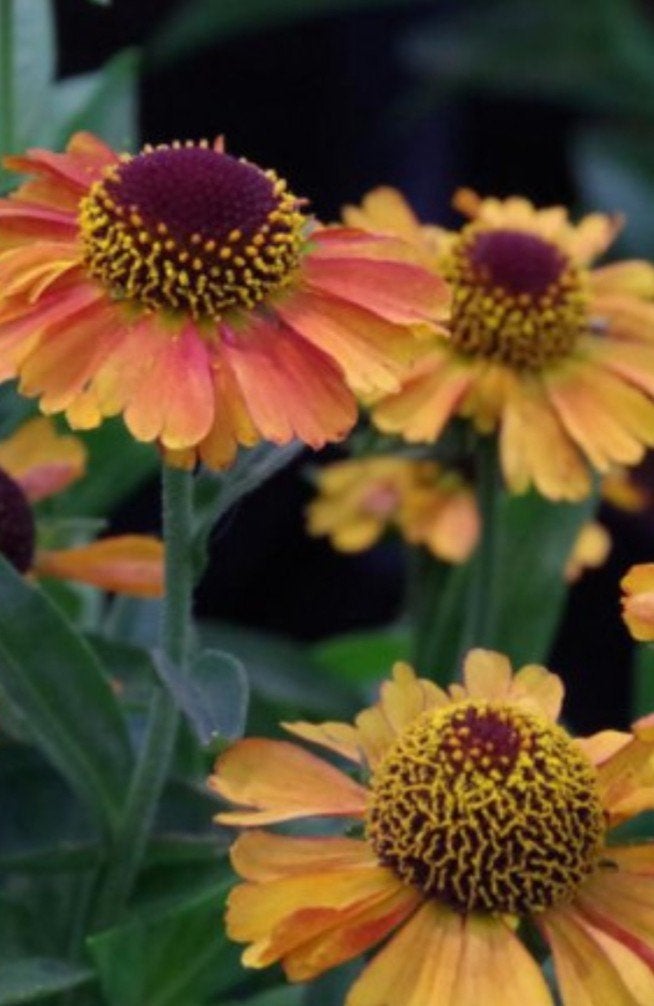 Helenium 'Short and Sassy' - P9 - 300 stuks op voorraad, Tuin en Terras, Planten | Tuinplanten, Overige soorten, Volle zon, Vaste plant