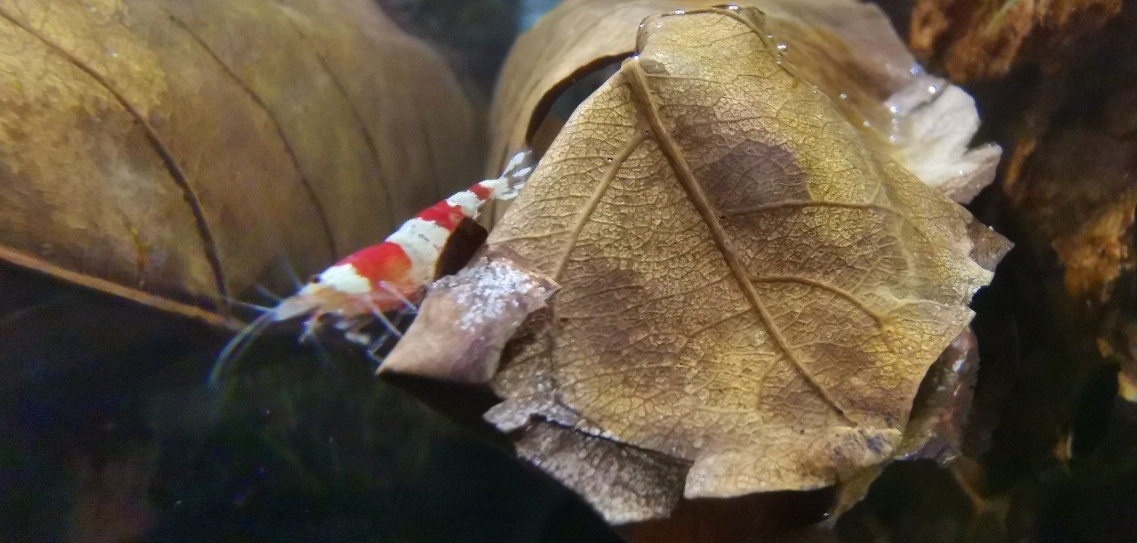 XXXL Catappa bladeren *bijna uitverkocht*, Ophalen of Verzenden, Nieuw, Plant(en), Steen of Hout
