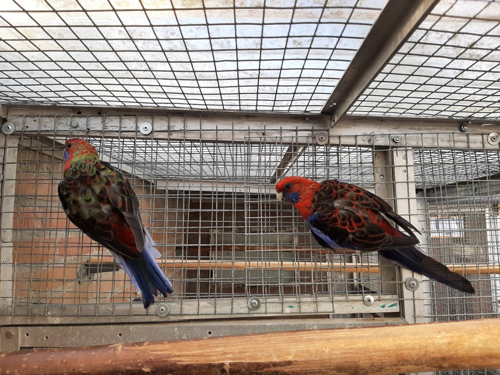 Koppel Pennanten 2025, Dieren en Toebehoren, Vogels | Parkieten en Papegaaien, Meerdere dieren, Parkiet